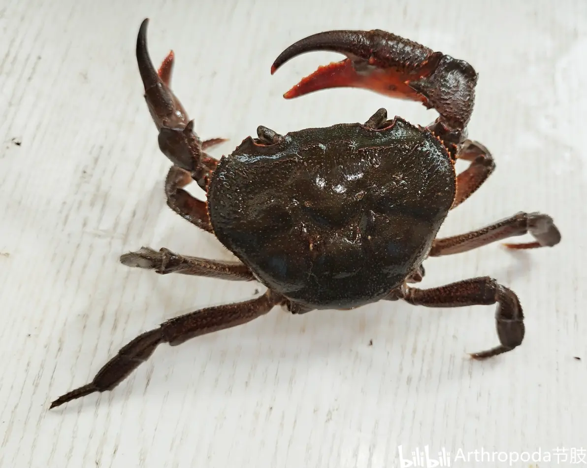 金年会中国官网-__龙_